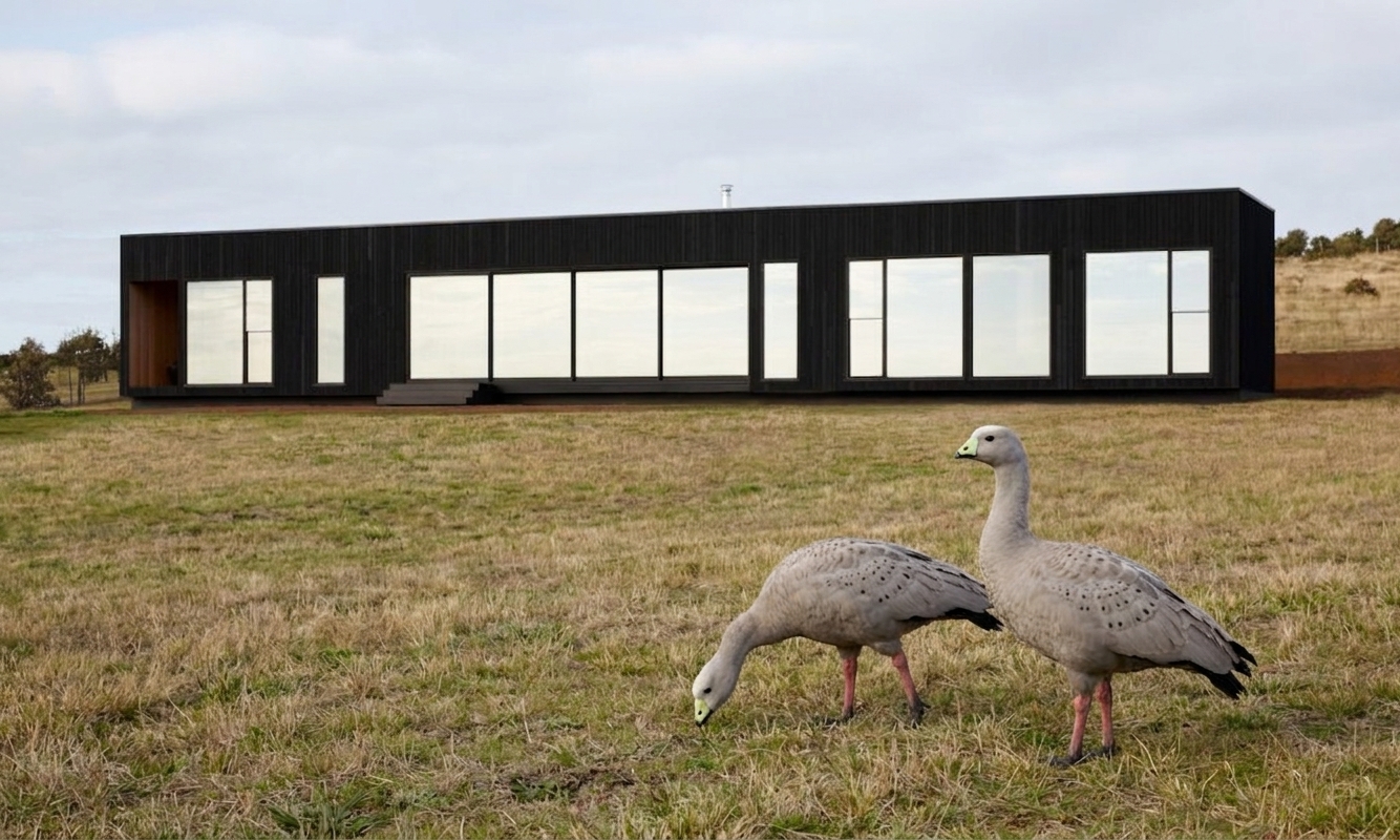 A pair of Cape Barren geese in the paddock in front of Zoarii on 3.5 acres above Berrys Beach
