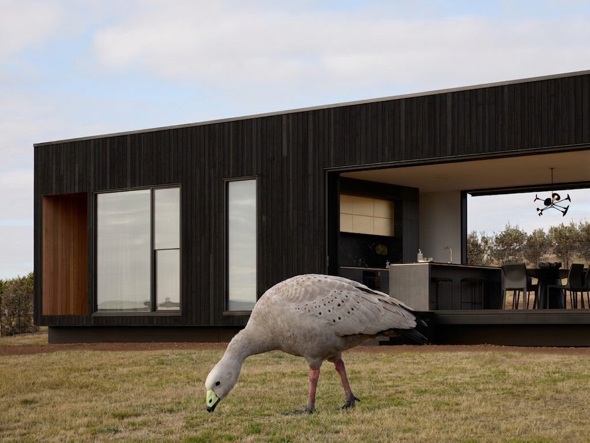 Cape Barren goose grazing beside the house at Zoarii, Phillip Island